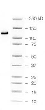 N-Cadherin Antibody (5D5) NBP1-51612