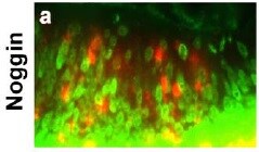 Mouse Noggin Antibody AF719