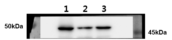 ELK3 Antibody (OTI1H3) NBP2-01264