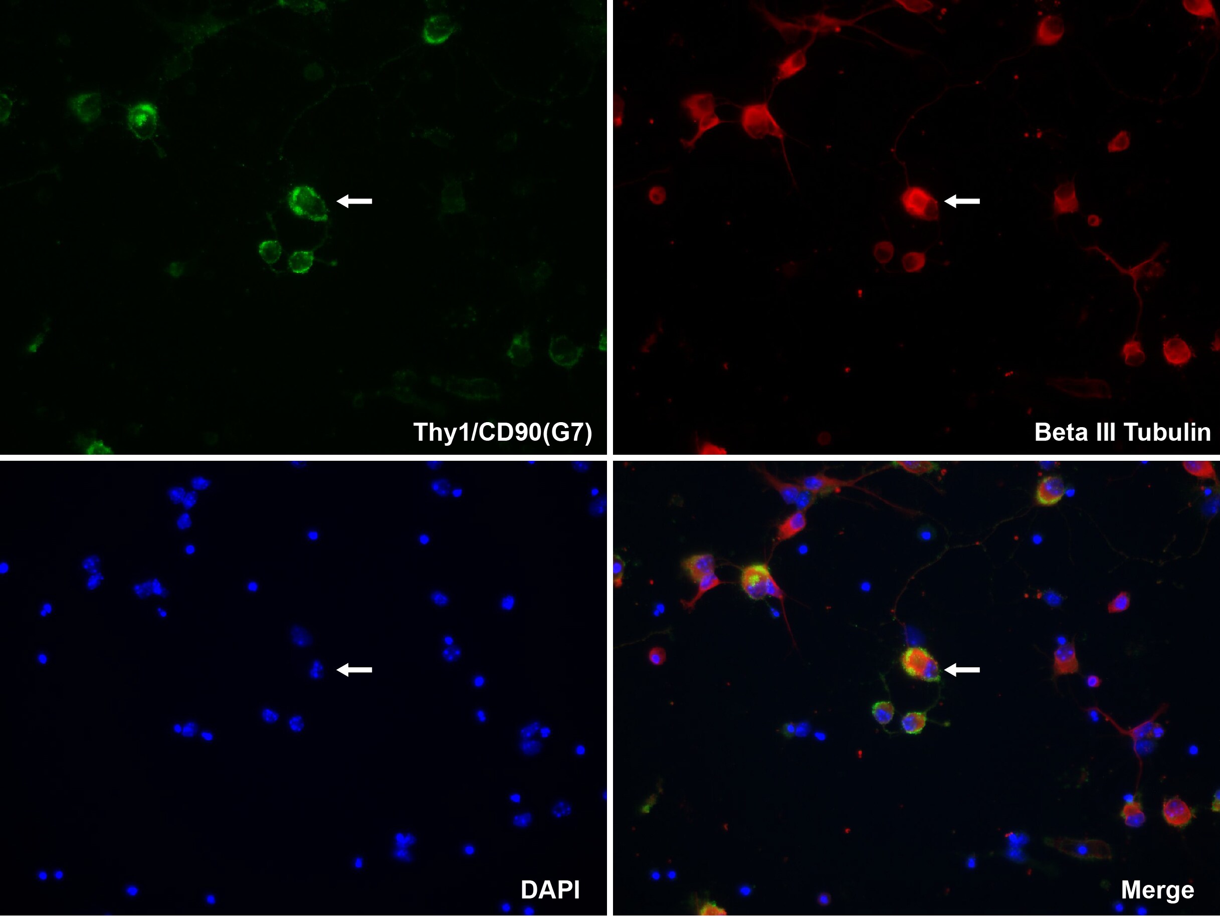 CD90/Thy1 Antibody (G7) - Azide and BSA Free NBP1-28031