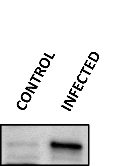 Human CD31/PECAM‑1 Antibody AF806