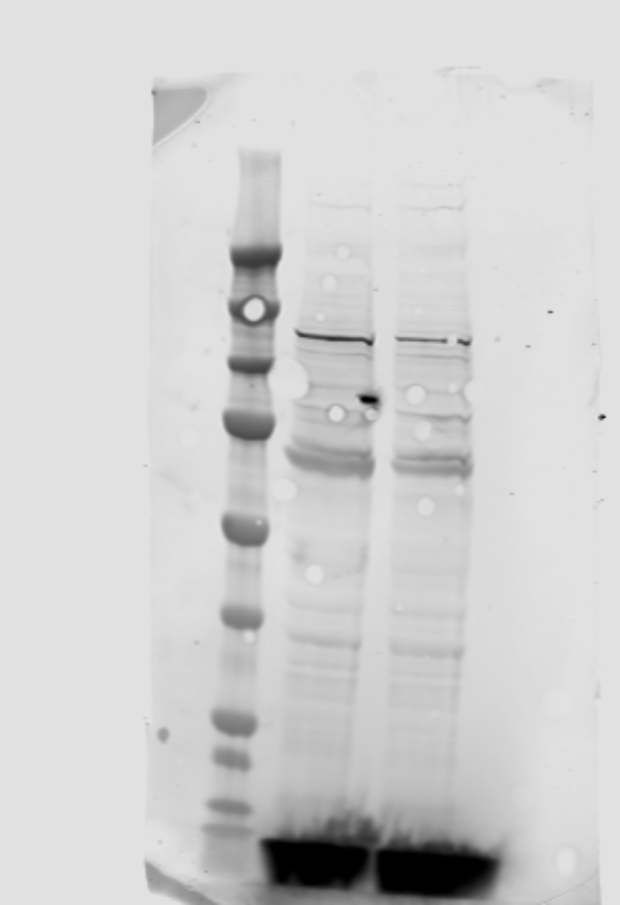 PIEZO1 Antibody - BSA Free NBP1-78537