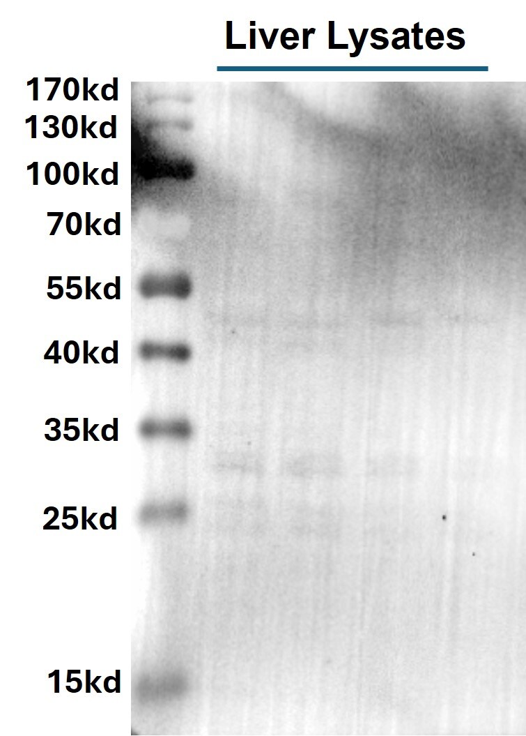 Phospho-Tyrosine Antibody MAB1676