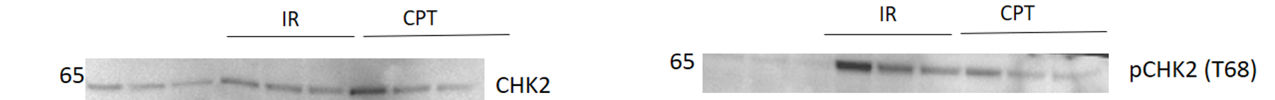 Human Phospho-Chk2 (T68) Antibody AF1626