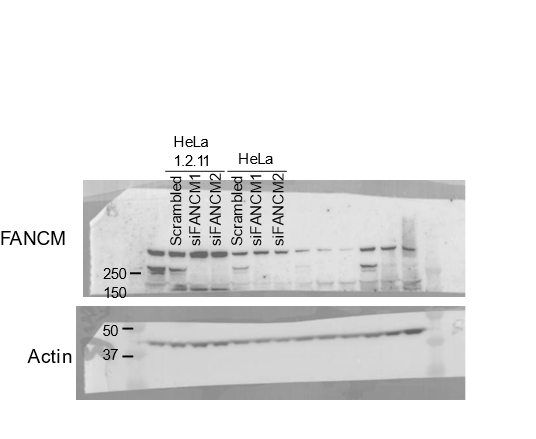 FANCM Antibody (CV5.1) - BSA Free NBP2-50418