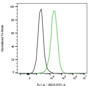 CD19 Antibody (CB19) [FITC] NBP2-25196F