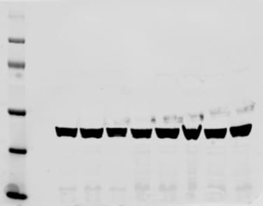 Goat anti-Mouse IgG Secondary Antibody [HRP] HAF007