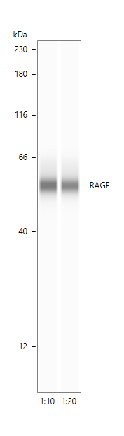 Human/Mouse/Rat RAGE/AGER Antibody AF1145