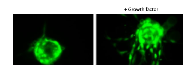 Reconstitution Buffer 3 (HCl) RB03