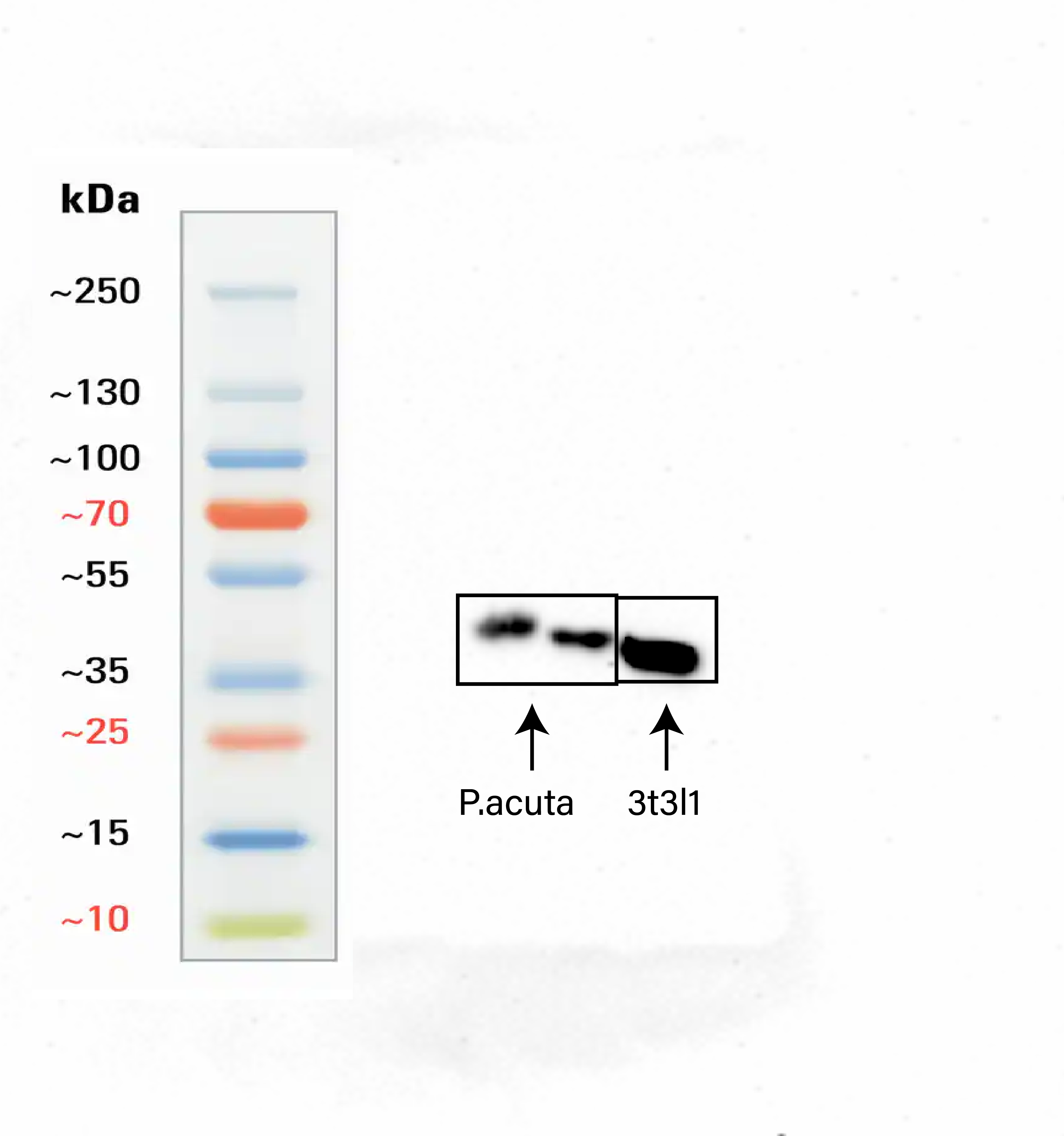 beta-Actin Antibody (4C4) NBP3-16886