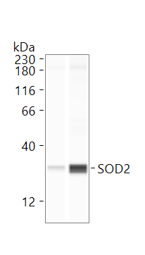 SOD2/Mn-SOD Antibody - BSA Free NB100-1992