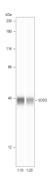 Human SOD3/EC‑SOD Antibody AF3420