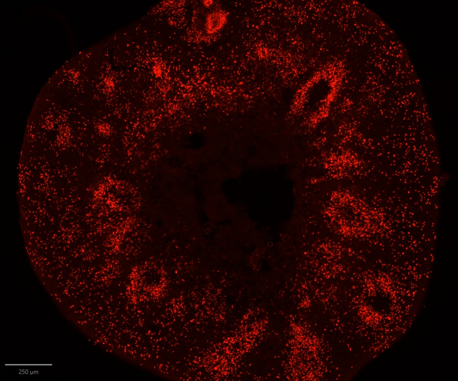Human/Mouse/Rat SOX2 Antibody AF2018