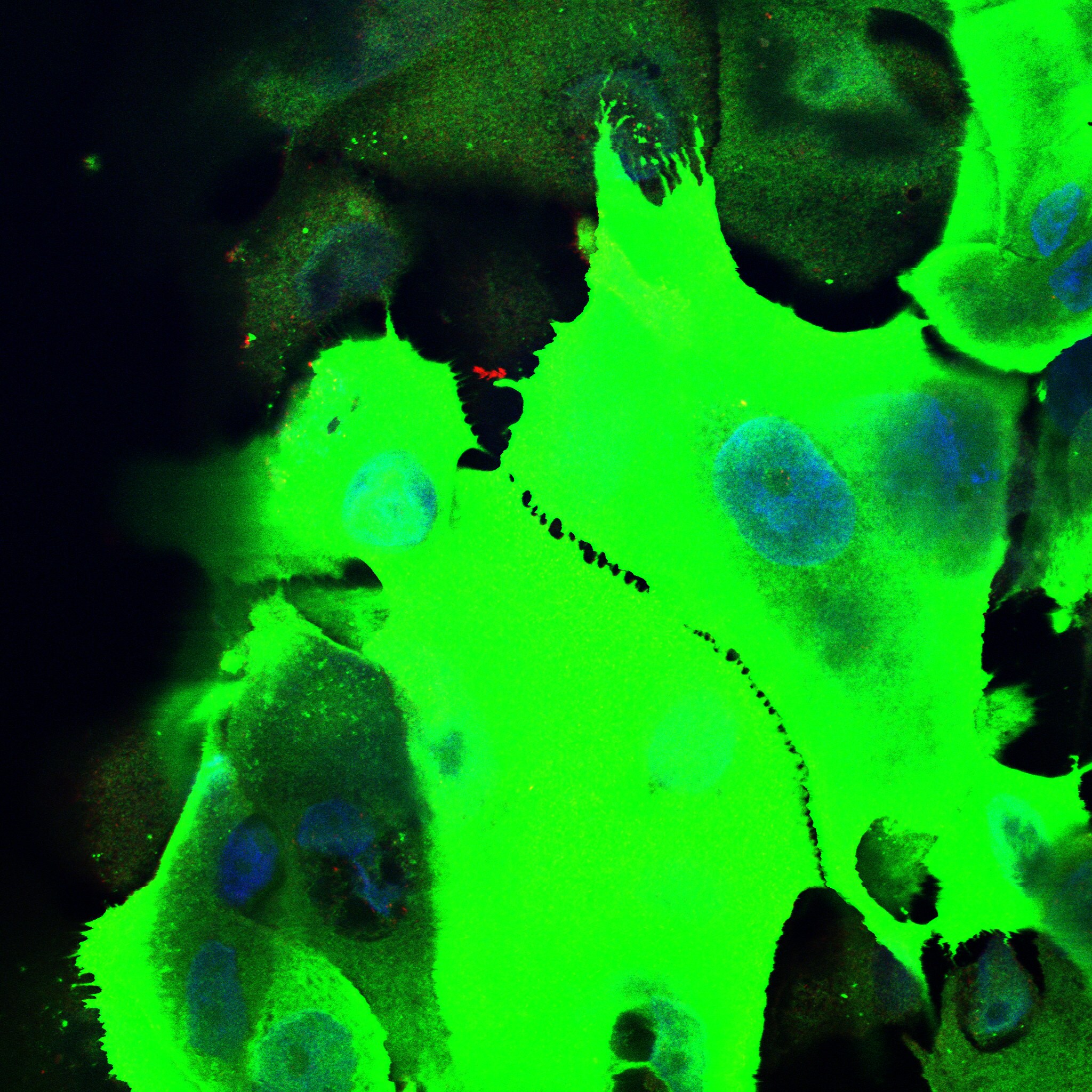 SPRR3 Antibody - BSA Free NBP2-13374
