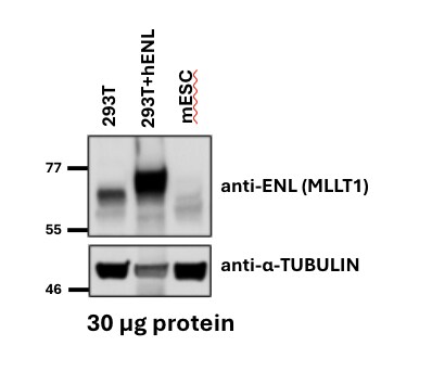 MLLT1 Antibody (3H2) - Azide and BSA Free H00004298-M01