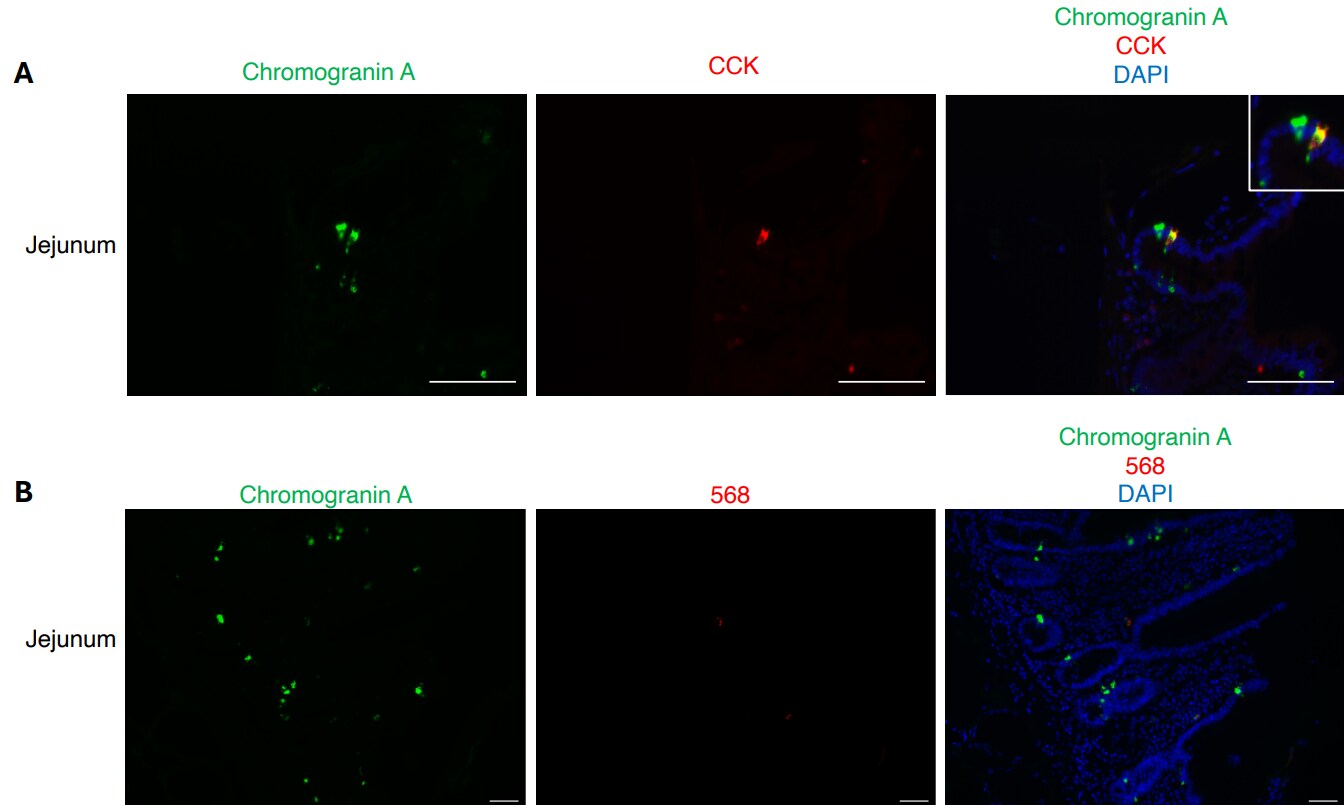 Cholecystokinin Antibody - BSA Free NBP2-62664