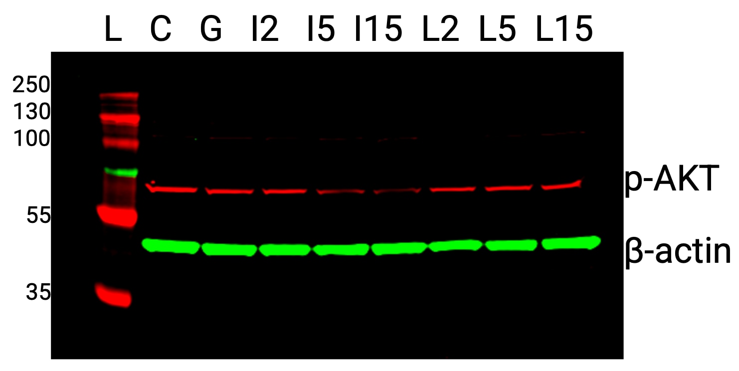 Human/Mouse/Rat  beta ‑Actin Antibody MAB8929