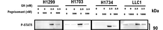 Human Phospho-STAT5a/b (Y694/Y699) Antibody MAB41901