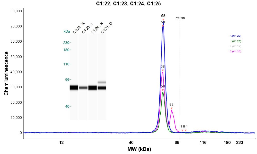 ALDH1A2 Antibody - BSA Free NBP1-87158