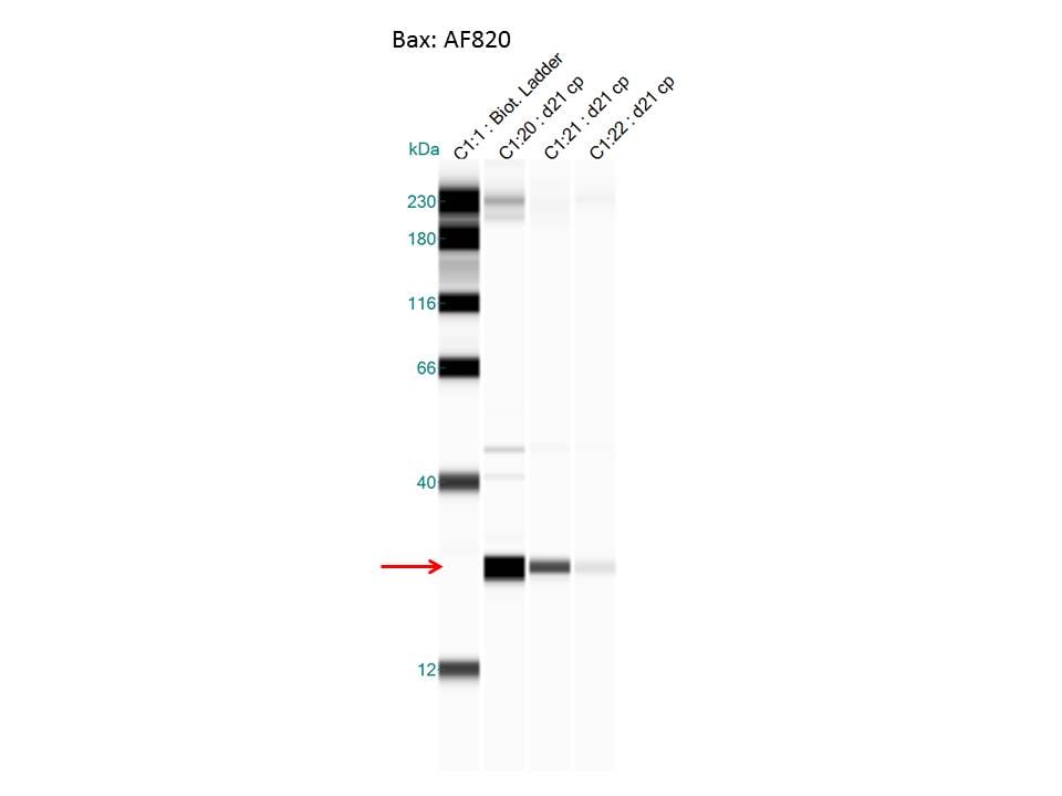 Human/Mouse Bax Antibody AF820
