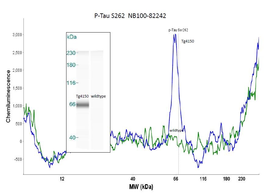Tau [p Ser262] Antibody NB100-82242