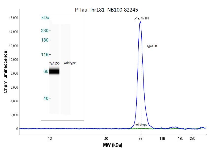Tau [p Thr181] Antibody - BSA Free NB100-82245