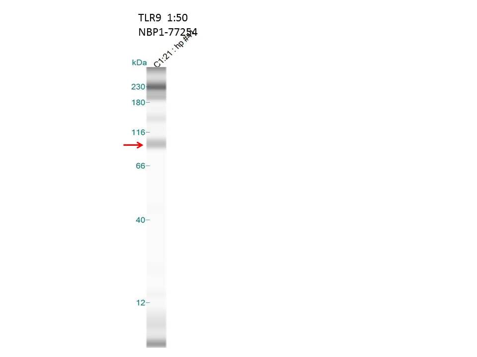 TLR9 Antibody - BSA Free NBP1-77254
