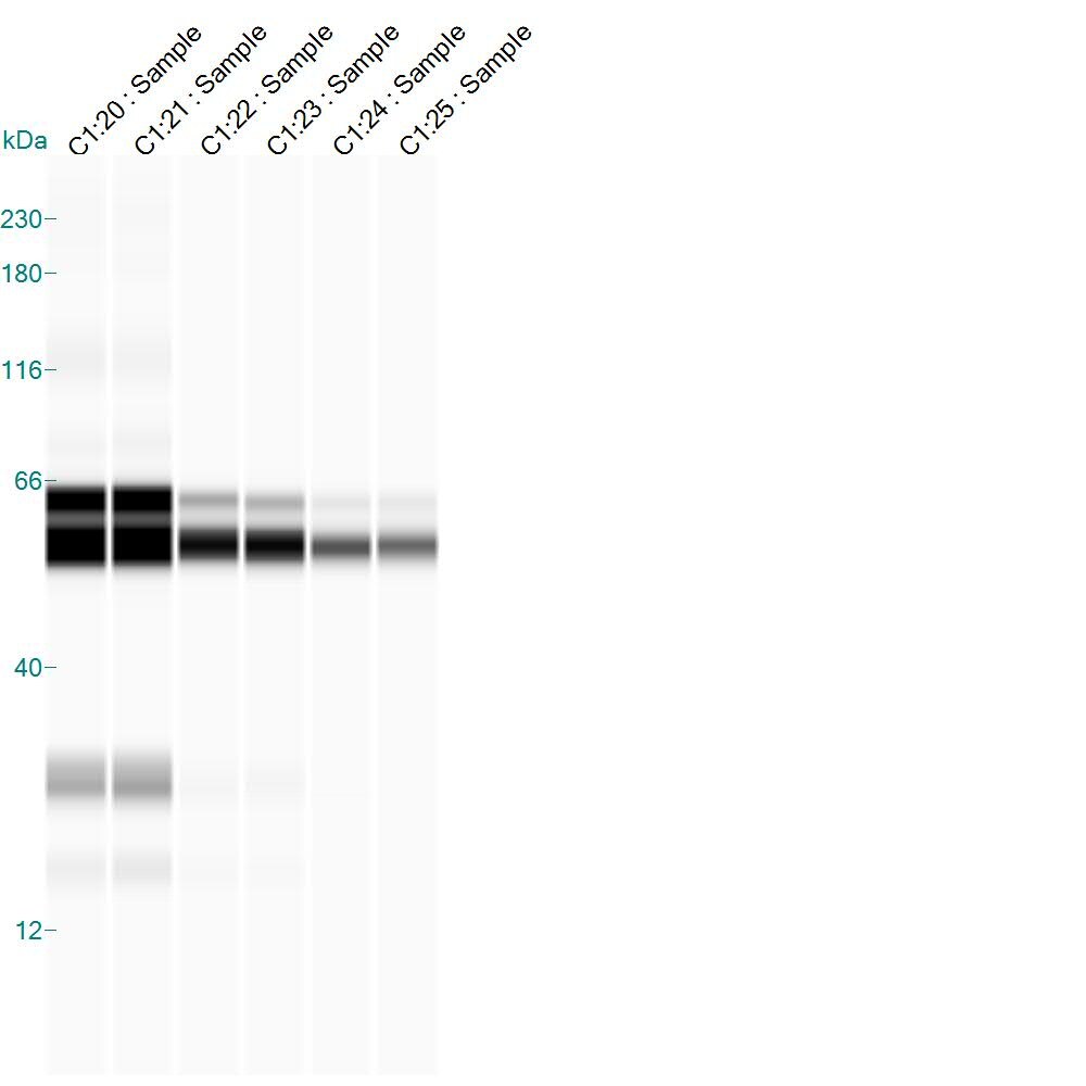COX-2 Antibody NB100-689