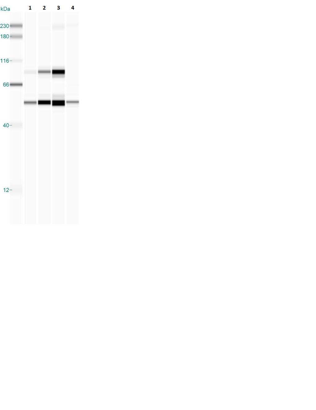 MLYCD Antibody - Azide and BSA Free NBP1-32797