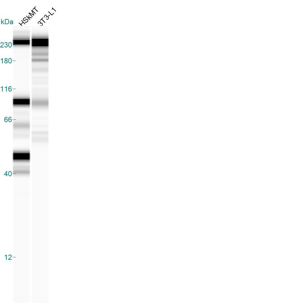 Human Myogenin Antibody MAB66861