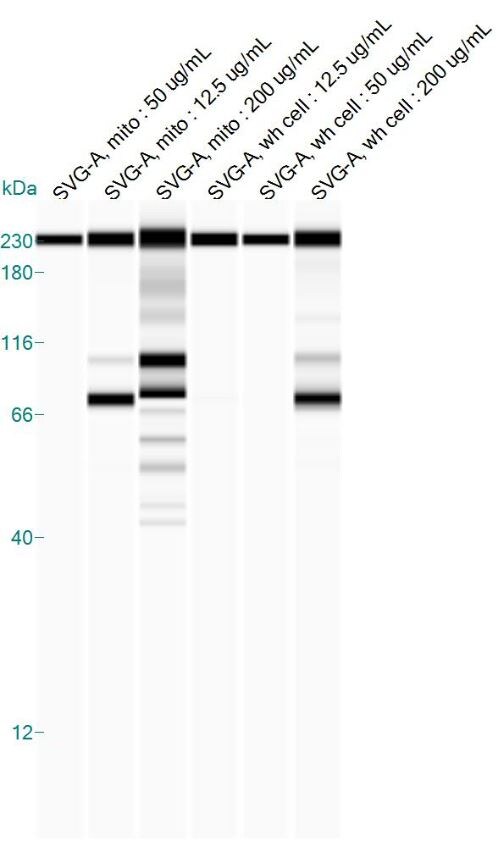 Parkin Antibody (1H4) - Azide and BSA Free H00005071-M01