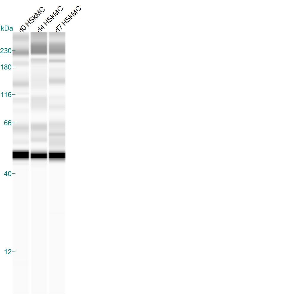 Human/Mouse/Rat/Chicken Pax7 Antibody MAB1675