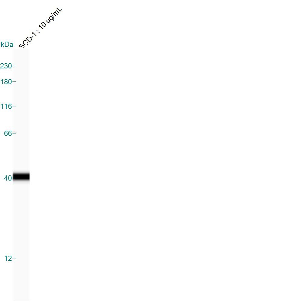 Human SCD‑1 Antibody AF7550