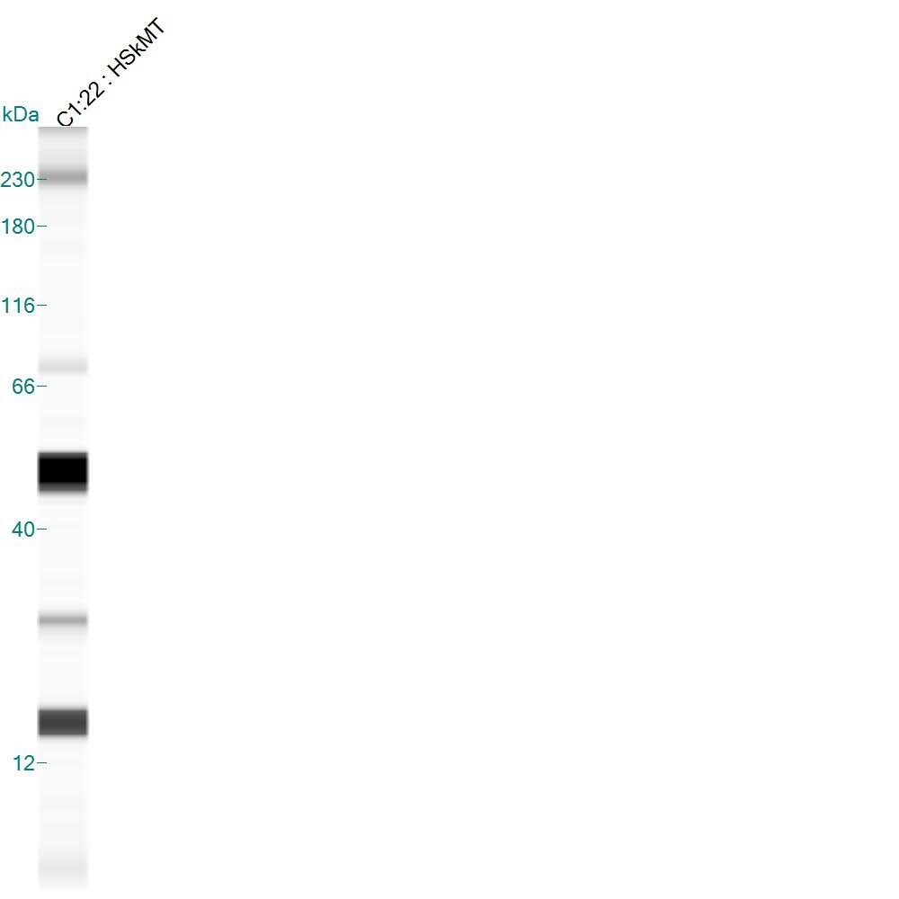 Human/Mouse/Rat GDF‑8/Myostatin Antibody AF788