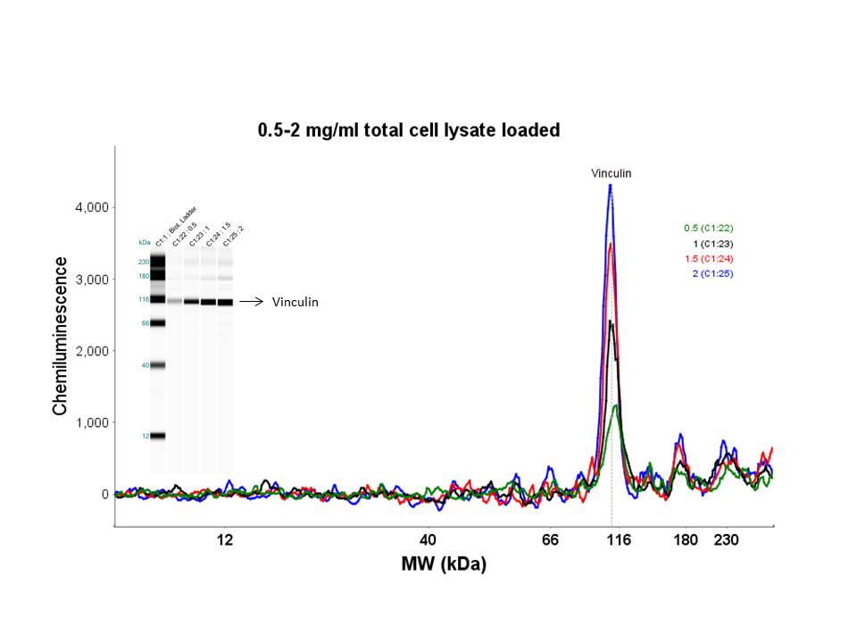 Human/Mouse/Rat Vinculin Antibody MAB6896