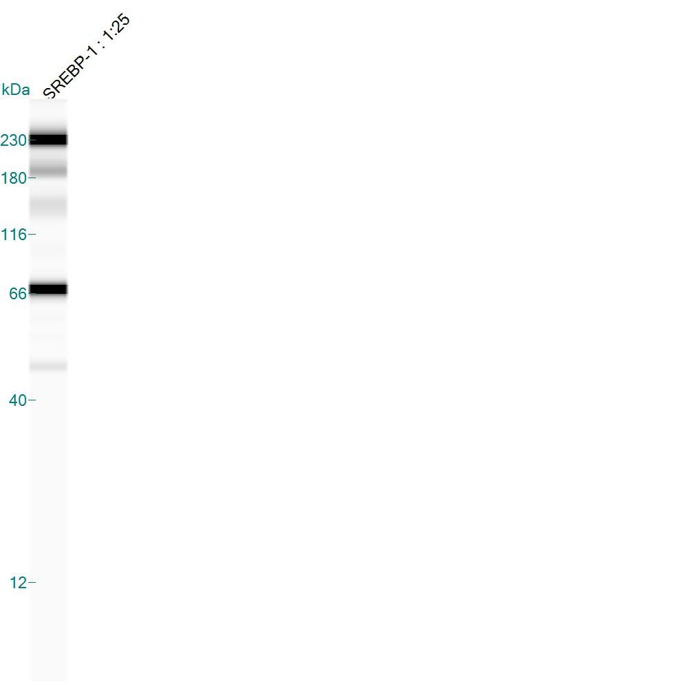 SREBP1 Antibody - BSA Free NB100-2215