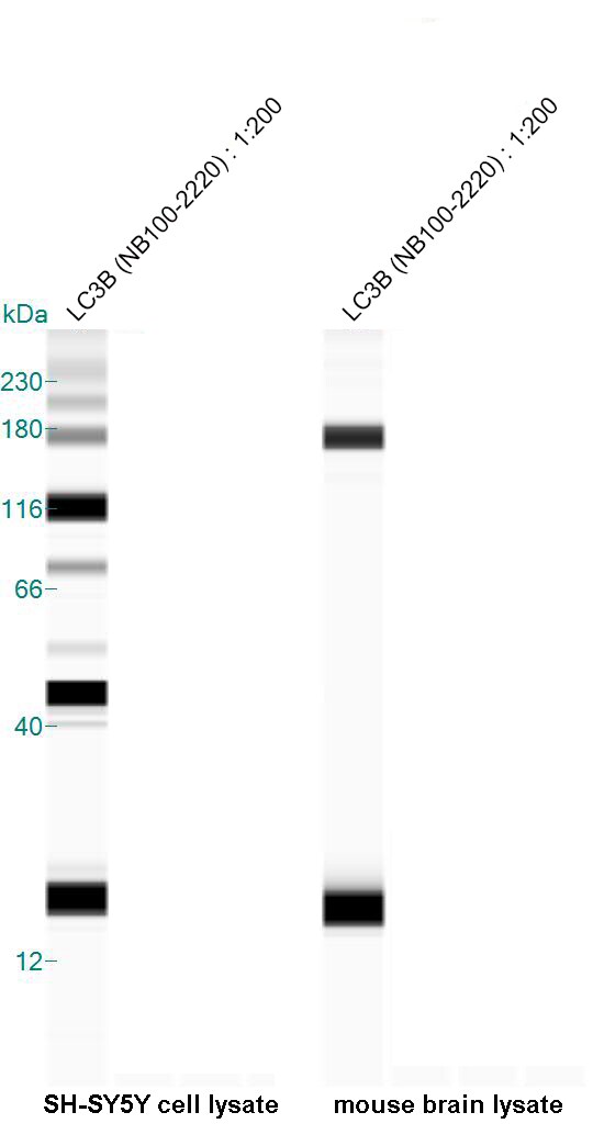 LC3B Antibody - BSA Free NB100-2220