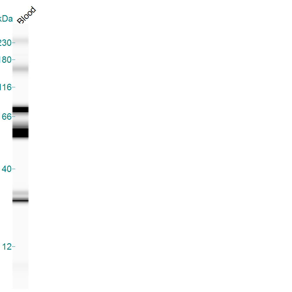 HMGB1/HMG-1 Antibody - BSA Free NB100-2322