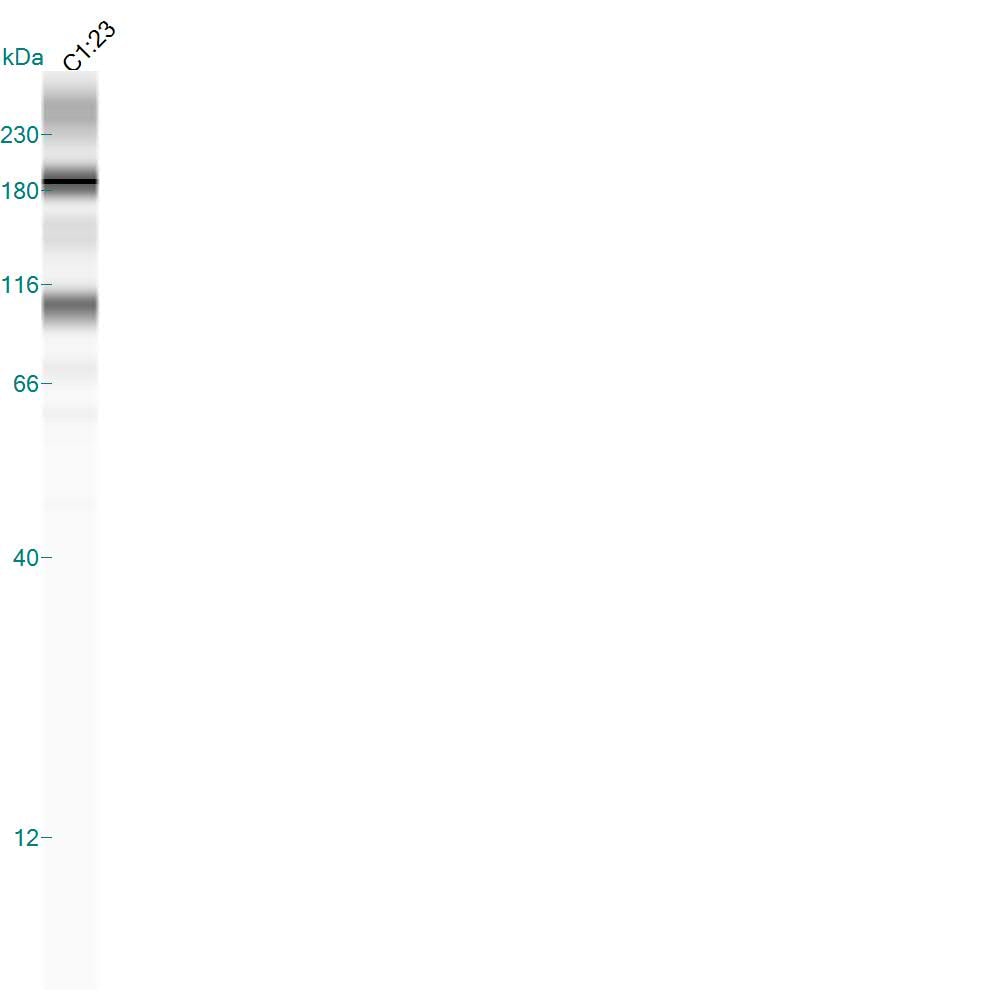 HIF-1 alpha Antibody NB100-449