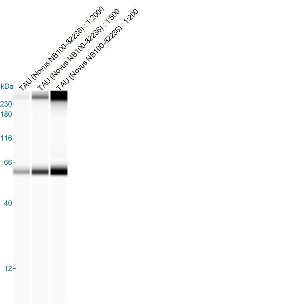 Tau Antibody - BSA Free NB100-82236