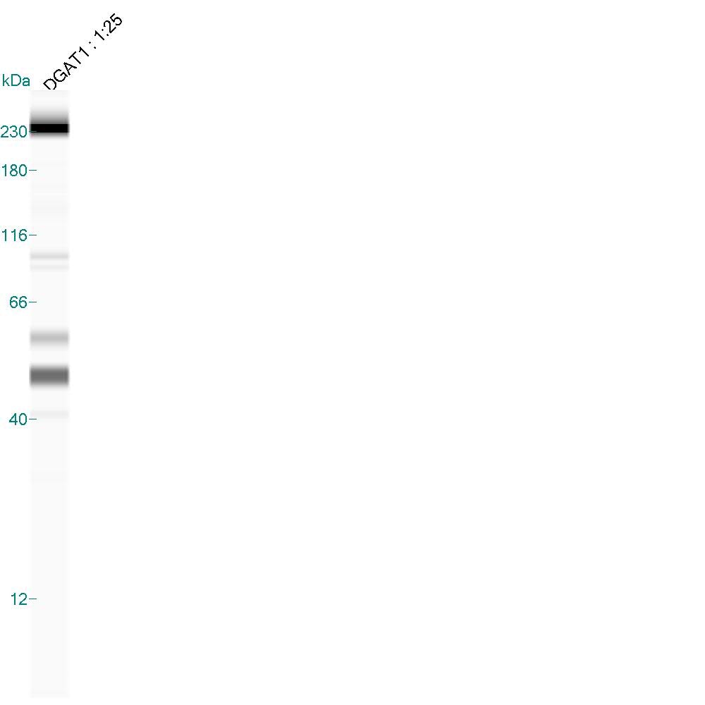 DGAT1 Antibody - BSA Free NB110-41487