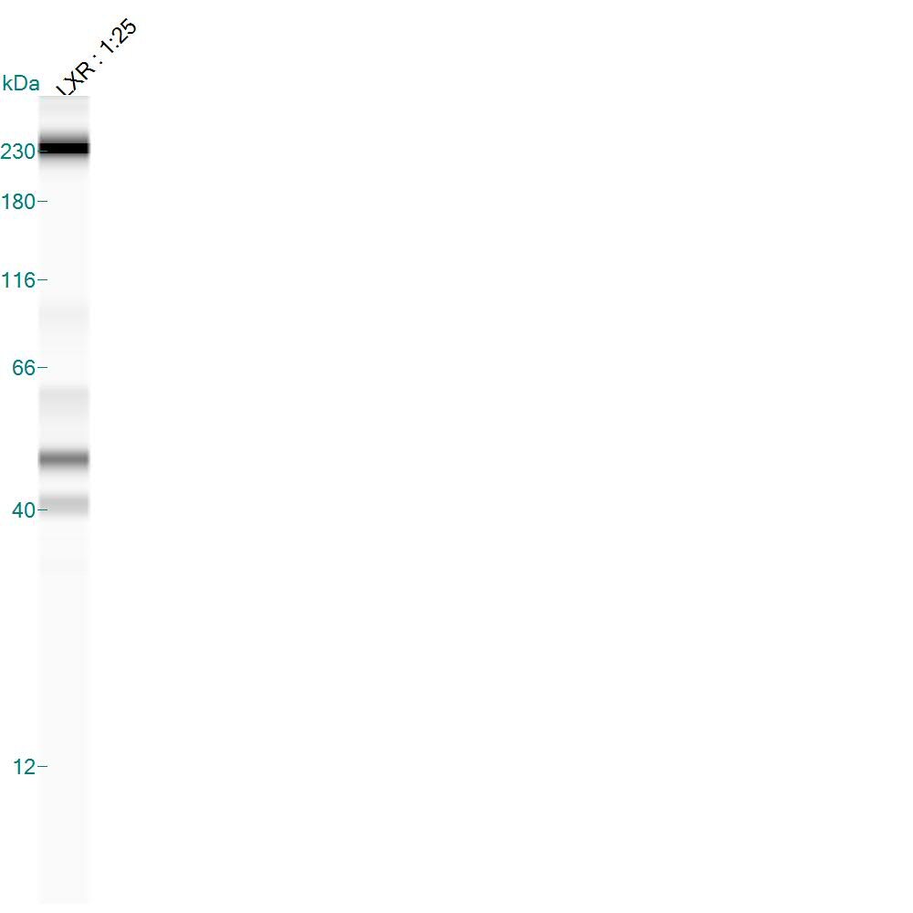 LXR alpha/NR1H3 Antibody - BSA Free NB400-157