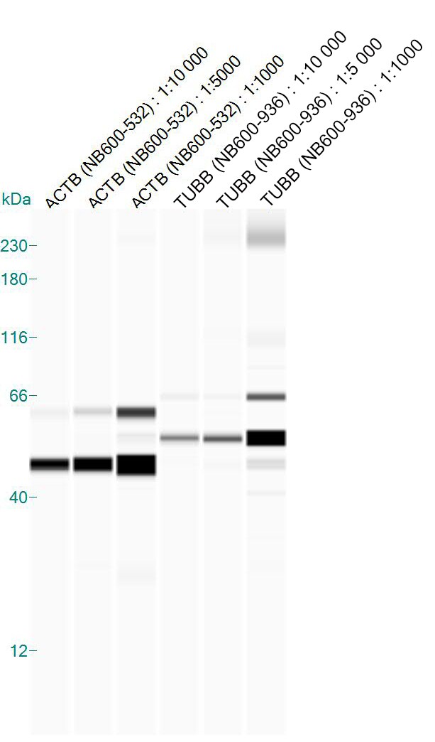 beta Tubulin Antibody - BSA Free NB600-936
