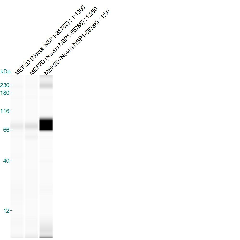 MEF2D Antibody - BSA Free NBP1-85788