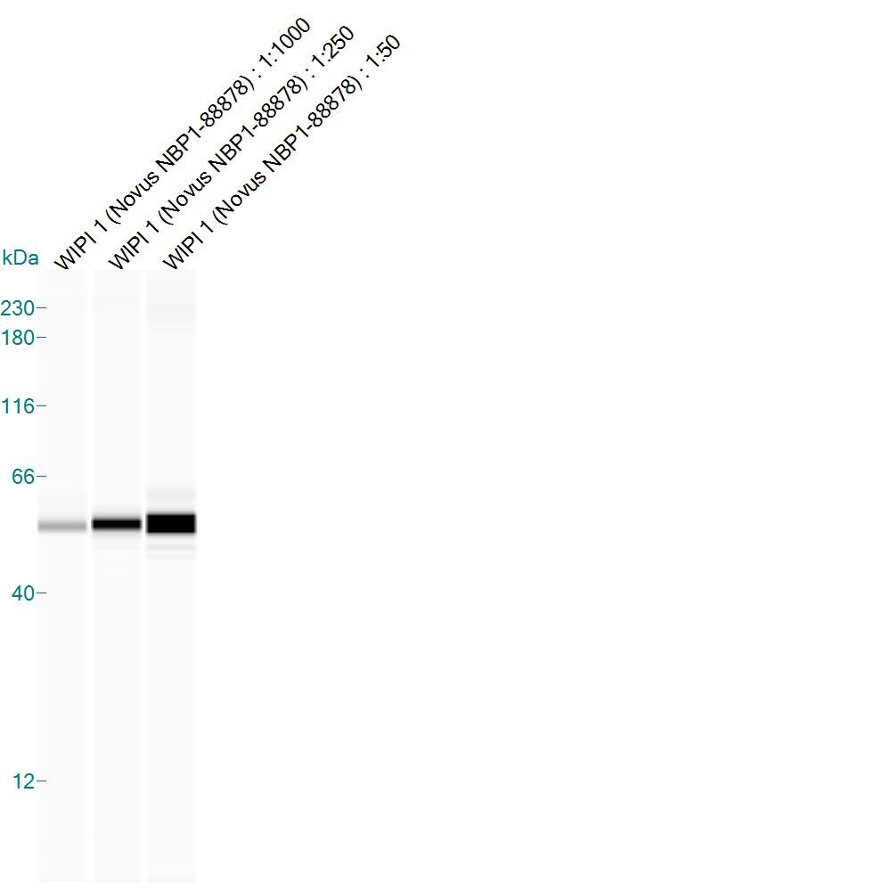 WIPI1 Antibody - BSA Free NBP1-88878