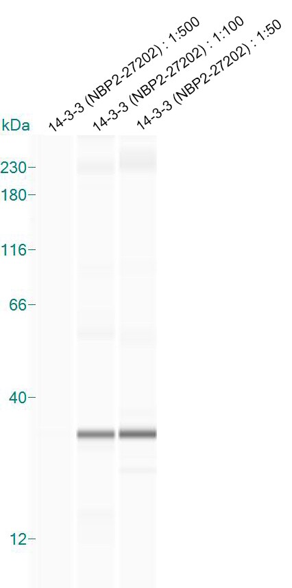 14-3-3 Antibody - BSA Free NBP2-27202