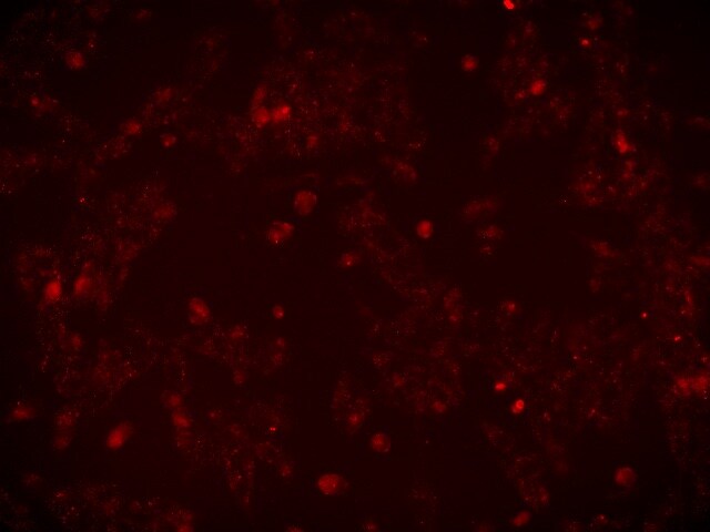 Human TLR4 Antibody MAB6248
