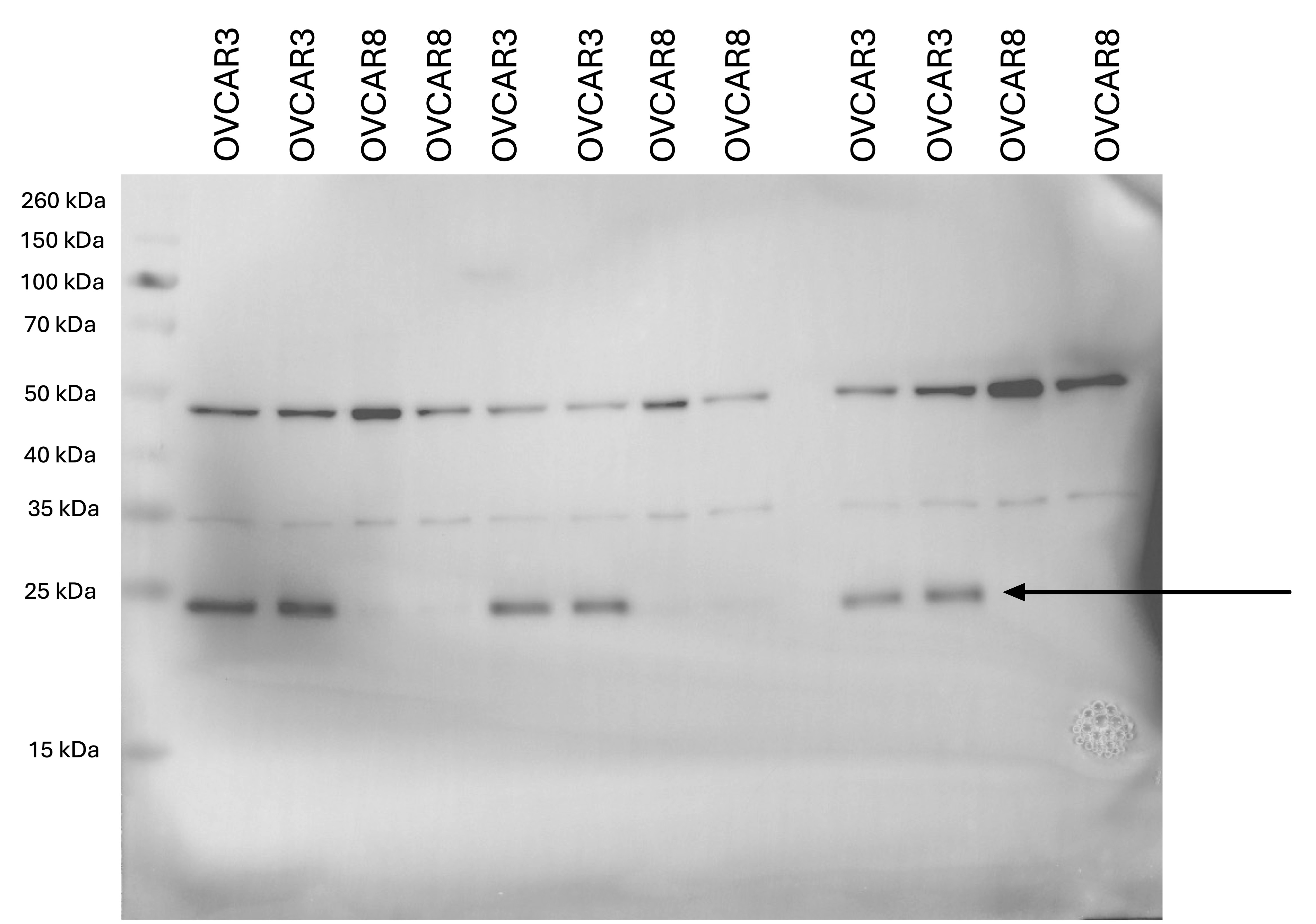 TMEM189 Antibody - BSA Free NBP2-32476