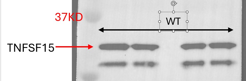 Human TL1A/TNFSF15 Antibody MAB74421