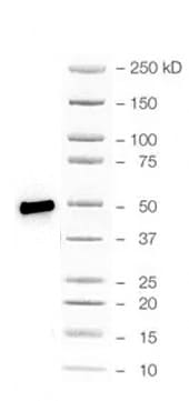 Neuron-specific  beta ‑III Tubulin Antibody MAB1195